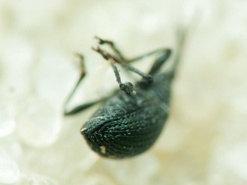 Apionidae Schönherr, 1823